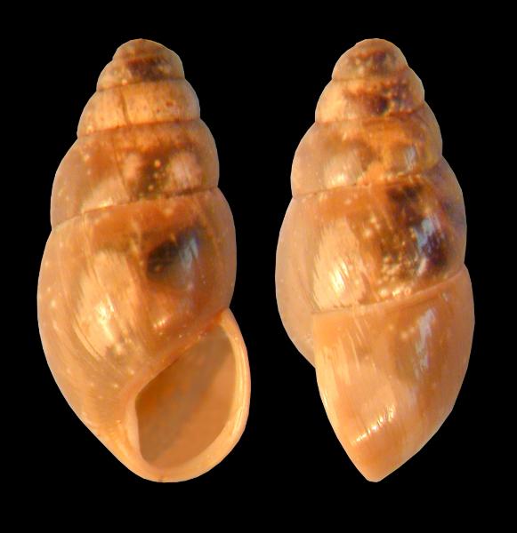Photo of Cochlicopa lubrica by <a href="http://www.mollus.ca/">Robert  Forsyth</a>